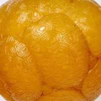Vase « Tortue » verre butterscotch de René LALIQUE